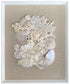 Natural Coral and Pearled Nautilus Wall Art
